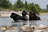 TERRE NEUVE & LANDSEER 082